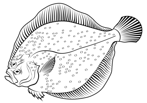 Brill (Scophthalmus Rhombus) Coloring Page